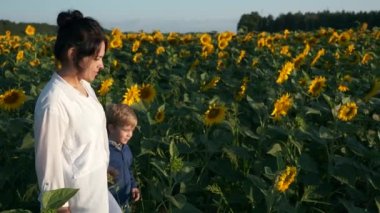 Anne ve Oğul Ayçiçeği tarlası boyunca yürür. Kadın ve Çocuk Doğanın tadını çıkarın Bitkilere bakın. Kırsal Bölge Yaz Sabahı. 2x Yavaş çekim 60fps 4K