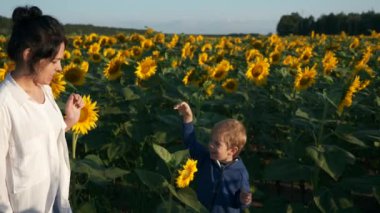 Anne ve Oğul Ayçiçeği tarlası boyunca yürür. Kadın ve Çocuk Doğanın tadını çıkarın Bitkilere bakın. Kırsal Bölge Yaz Sabahı. 2x Yavaş çekim 60fps 4K