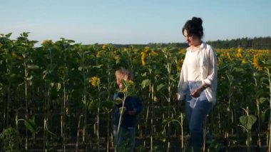 Anne ve Oğul Ayçiçeği tarlası boyunca yürür. Kadın ve Çocuk Doğanın tadını çıkarın Bitkilere bakın. Kırsal Bölge Yaz Sabahı. 2x Yavaş çekim 60fps 4K