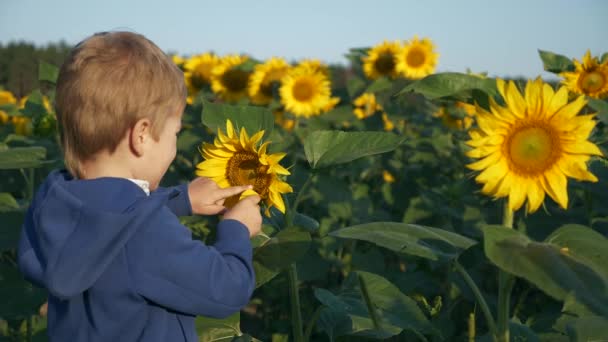 Küçük Çocuk Doğaya Dokunmayı Öğreniyor Ayçiçeği Bitkisi Çocuk Dünyayı Tanır — Stok video