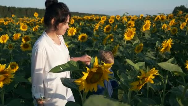 Anne Oğul Ayçiçeği Tarlası Boyunca Yürür Kadın Çocuk Doğanın Tadını — Stok video