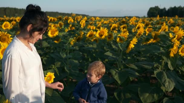 ひまわり畑を歩いている息子と母 女性と子供は自然の時計を楽しむ植物を見てください 田舎の夏の朝 2倍スローモーション60Fps — ストック動画