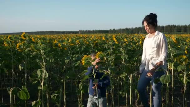 母亲和儿子沿着向日葵地散步 妇女和儿童欣赏大自然看看植物 乡村乡村夏日早晨 2X慢动作60Fps — 图库视频影像