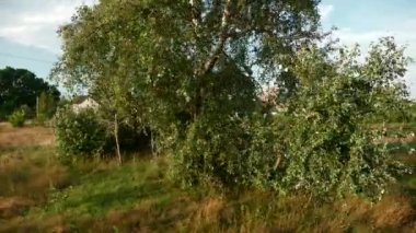 Trenle seyahat. Pencere Köyü Kırsal Sahne Manzarası Batı Ukrayna Avrupa manzarası. Yaz Sabahı