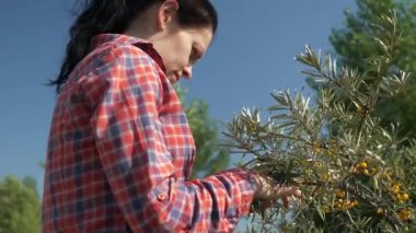 Genç Kadın Toplama Sehpası Sarı Deniz Böğürtlenleri Ortak Deniz Buckthorn Çalı Ağacı - Hippophae. Yaz güneşli günü. 2x Yavaş çekim 60fps 4K