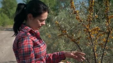 Genç Kadın Toplama Sehpası Sarı Deniz Böğürtlenleri Ortak Deniz Buckthorn Çalı Ağacı - Hippophae. Yaz güneşli günü. 2x Yavaş çekim 60fps 4K