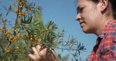 Genç Kadın İşçi Toplama Turtası Toplama Sarı Denizcilik Meyveleri Ortak Deniz Buckthorn Çalı Ağacı - Hippophae. Yaz güneşli 4K Günü