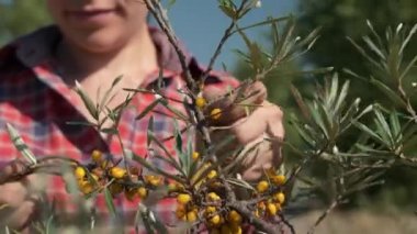 Genç Kadın Toplama Sehpası Sarı Deniz Böğürtlenleri Ortak Deniz Buckthorn Çalı Ağacı - Hippophae. Yaz güneşli günü. 2x Yavaş çekim 60fps 4K