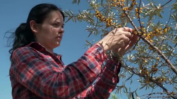 Genç Kadın Toplama Sehpası Sarı Deniz Böğürtlenleri Ortak Deniz Buckthorn — Stok video