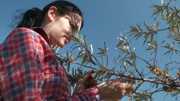 Young Woman Gather Pick Yellow Seaberry Berries Common Sea Buckthorn — Stock Video