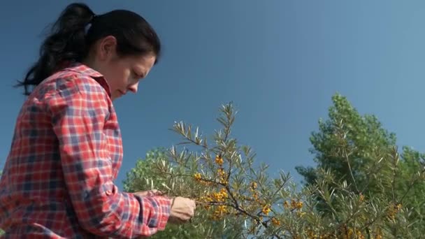 Genç Kadın Toplama Sehpası Sarı Deniz Böğürtlenleri Ortak Deniz Buckthorn — Stok video