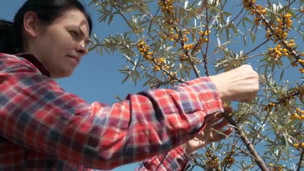 Jonge Vrouw Verzamelen Pick Yellow Seaberry Bessen Common Sea Buckthorn — Stockvideo