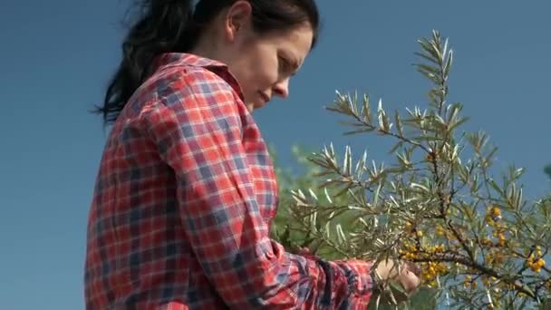 若い女性が共通の海のクロウメモドキ低木ブッシュツリーで黄色のシーベリーの果実を選ぶ Hippophai 夏の晴れた日 2倍スローモーション60Fps — ストック動画