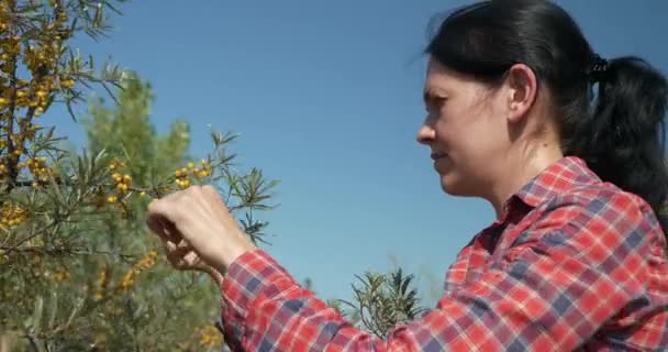 若い女性労働者は 一般的な海のクロウメモドキ低木ブッシュツリー上の摘み取った黄色のシーベリーベリーを集める Hippophai 夏の晴れた日 — ストック動画