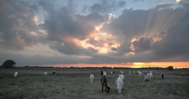 Keçi Sürüsü Meadows 'da otluyor. Sahada Günbatımı Gökyüzü. 4K 10-bit