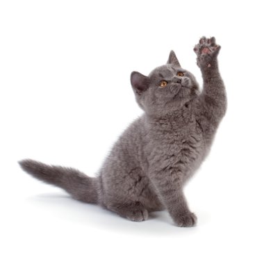 Güzel İngiliz stenografi mavi üzerine beyaz izole kedi