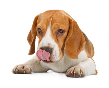 Av köpeği beyaz arka planda izole edilmiş.. 