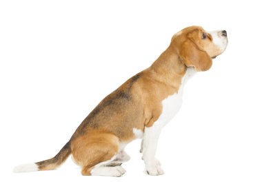 Av köpeği beyaz arka planda izole edilmiş.