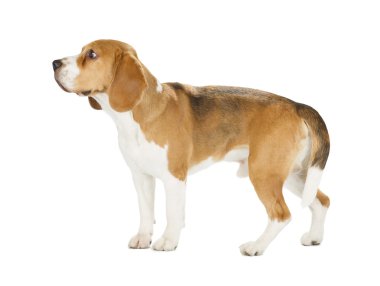 Av köpeği beyaz arka planda izole edilmiş.