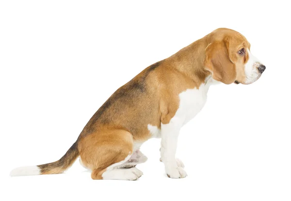 Szczeniak beagle izolowany na białym tle — Zdjęcie stockowe