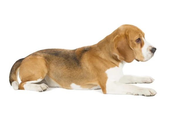 白い背景に隔離されたビーグル子犬 — ストック写真
