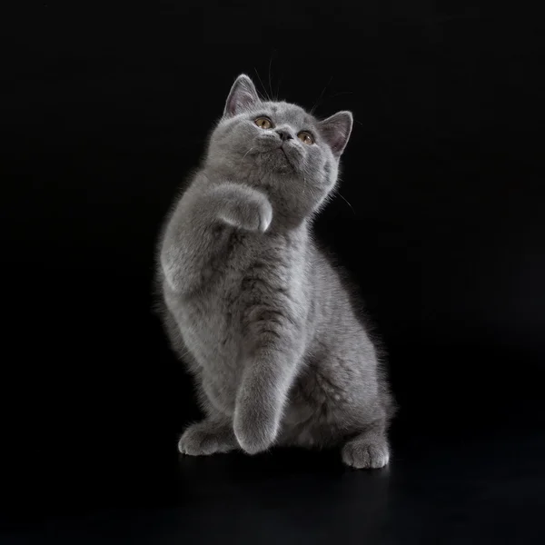 Pretty British Shorthair Blue Kitten на черном фоне . — стоковое фото