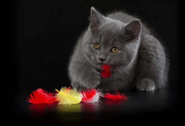 Pretty British Shorthair Blue Kitten на черном фоне . — стоковое фото