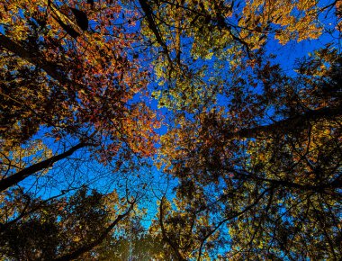 Parlak sonbahar yapraklarından yukarıya, açık mavi gökyüzüne doğru dallara bakarak sonbaharda aşağıdan doğanın güzelliğini ve dinginliğini yakalıyor..