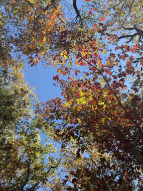 Parlak sonbahar yapraklarından yukarıya, açık mavi gökyüzüne doğru dallara bakarak sonbaharda aşağıdan doğanın güzelliğini ve dinginliğini yakalıyor..