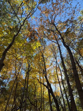 Parlak sonbahar yapraklarından yukarıya, açık mavi gökyüzüne doğru dallara bakarak sonbaharda aşağıdan doğanın güzelliğini ve dinginliğini yakalıyor..