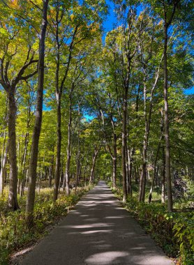 Parlak yeşil yaprakların arasından süzülen uzun ağaçlarla çevrili huzurlu orman yolu doğanın ve açık hava macerasının sakin güzelliğini yakalıyor..