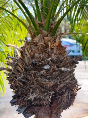 Keskin lifli dokusu ve yeşil yaprakları olan bir palmiye ağacının gövdesine yakın plan, tropik, doğa, seyahat ve botanik arka plan kullanımı için idealdir..