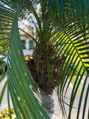 Yeşil palmiye yapraklarının yakın çekimleri, yumuşak bokeh arkaplanlı sıcak güneş ışığında kavis çizerek, fotokopi alanı ile sakin bir tropikal doğa dokusu oluşturur..