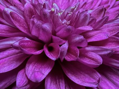 Katmanlı taç yaprakları ve yumuşak ışıkla pembe kasımpatı çiçeğinin makro yakın çekimi. Canlı çiçek dokusu arka plan ve doğa temaları için mükemmel..