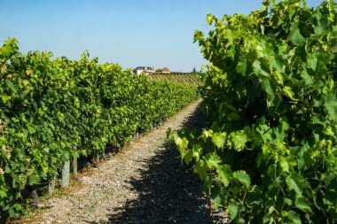 Fransa, Aquitaine 'de konyak bölgesinde üzüm asmaları olan bir tarla. Arka planda bir şato binaları görünür..