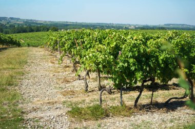Fransa, Aquitaine 'de konyak bölgesinde üzüm asmaları olan bir tarla. Arka planda bir şato binaları görünür..