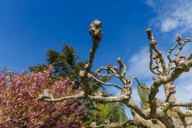 Birkaç dalı ve yaprakları olan bir ağaç mavi bir gökyüzünün önündedir. Ağaç diğer ağaçlar ve çalılarla çevrilidir.