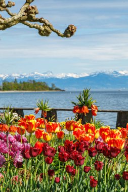Göl ve dağ manzaralı güzel bir bahçe. Çiçekler tam çiçeklenmiş ve renkler canlı. Sahne sakin ve sakin, arka planda su ve dağlar var.