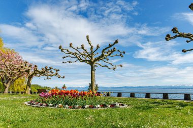 Ortasında büyük bir ağaç olan güzel bir bahçe ve Almanya 'da Bodensee Gölü üzerinde Hagnau' da bir gölet. Gökyüzü açık ve mavi, ve çiçekler tamamen çiçek açmış..