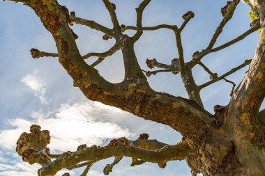 Bir sürü kabuğu olan ve yaprakları olmayan bir ağaç. Ağaç kabuğu kahverengi ve ağaç çıplak..