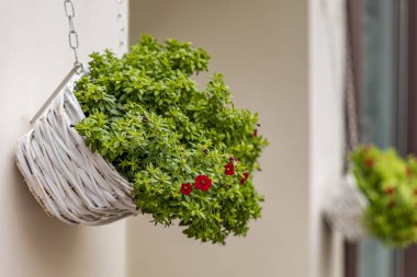Duvardan sarkan içinde bitki olan beyaz bir sepet. Bitki yeşil ve kırmızı çiçekleri var..