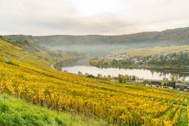 Almanya 'daki Mosel Nehri' nin yamaçlarında sonbahar üzüm bağları. Nehrin üzerinde hafif bir sis var. Bu fotoğraf sabahın erken saatlerinde çekildi..