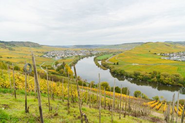 Almanya 'daki Moselle Nehri, kayan üzüm bağlarından geçer. Bu fotoğraf bulutlu bir sonbahar sabahı çekildi. Şehrin silueti uzaktan görülebiliyor..