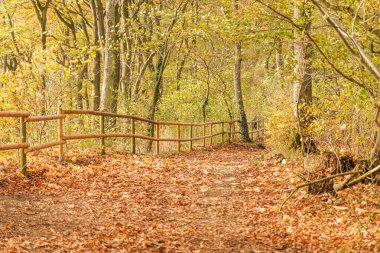 Yerde yapraklar olan bir ormanın içinden geçen bir yol. Yapraklar turuncu ve sarıdır. Yol ağaçlarla çevrili..