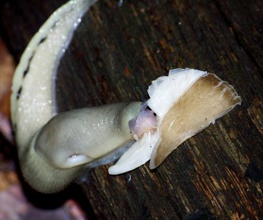 Sümüklü böcek yemek mantar ormanda