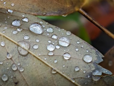Yağmurlu bir sonbahar gününde, yaprak damarlarındaki gümüş su damlacıklarının aşırı yakınlaşması..