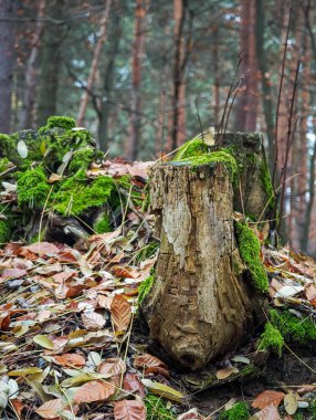 Ormanın zemininde kurumuş sonbahar yapraklarıyla çevrili yaşlı yosun ağacı kütüğü..