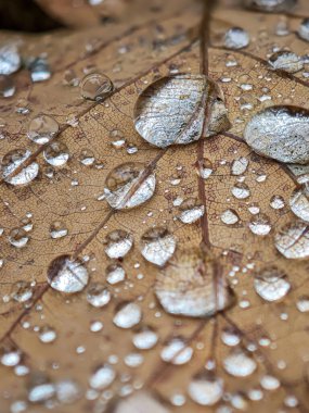 Sığ alan derinliği ve bulanık arkaplanı olan bir yaprak üzerindeki yağmur damlalarının makro görüntüsü.
