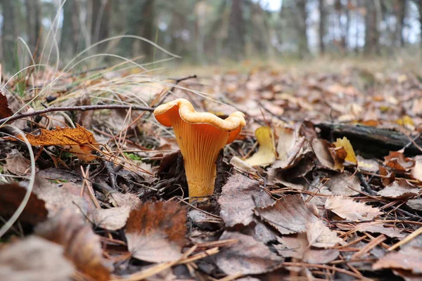 Champiñón Cantarela Dorada Cantharellus Cibarius Pinery — Foto de Stock