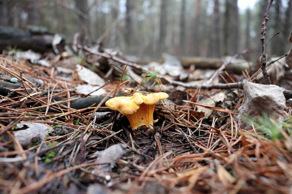 松の黄金のシャンテレのキノコ Canttharellus Cibarius — ストック写真